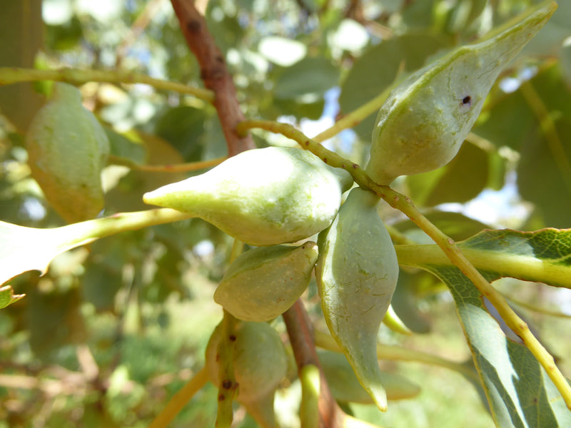7 Health Benefits of Plums