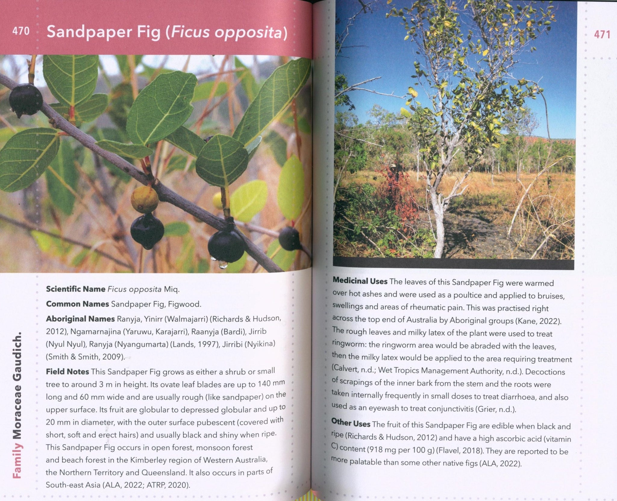Kimberley Bush Medicine