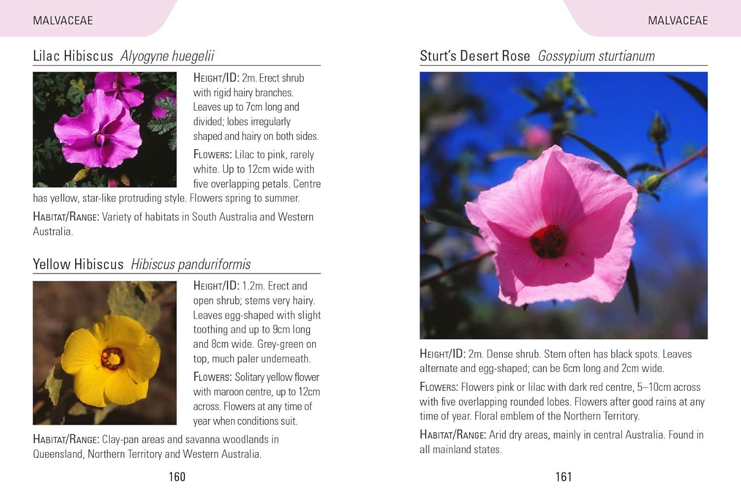 Reed Concise Guides: Wildflowers Of Australia