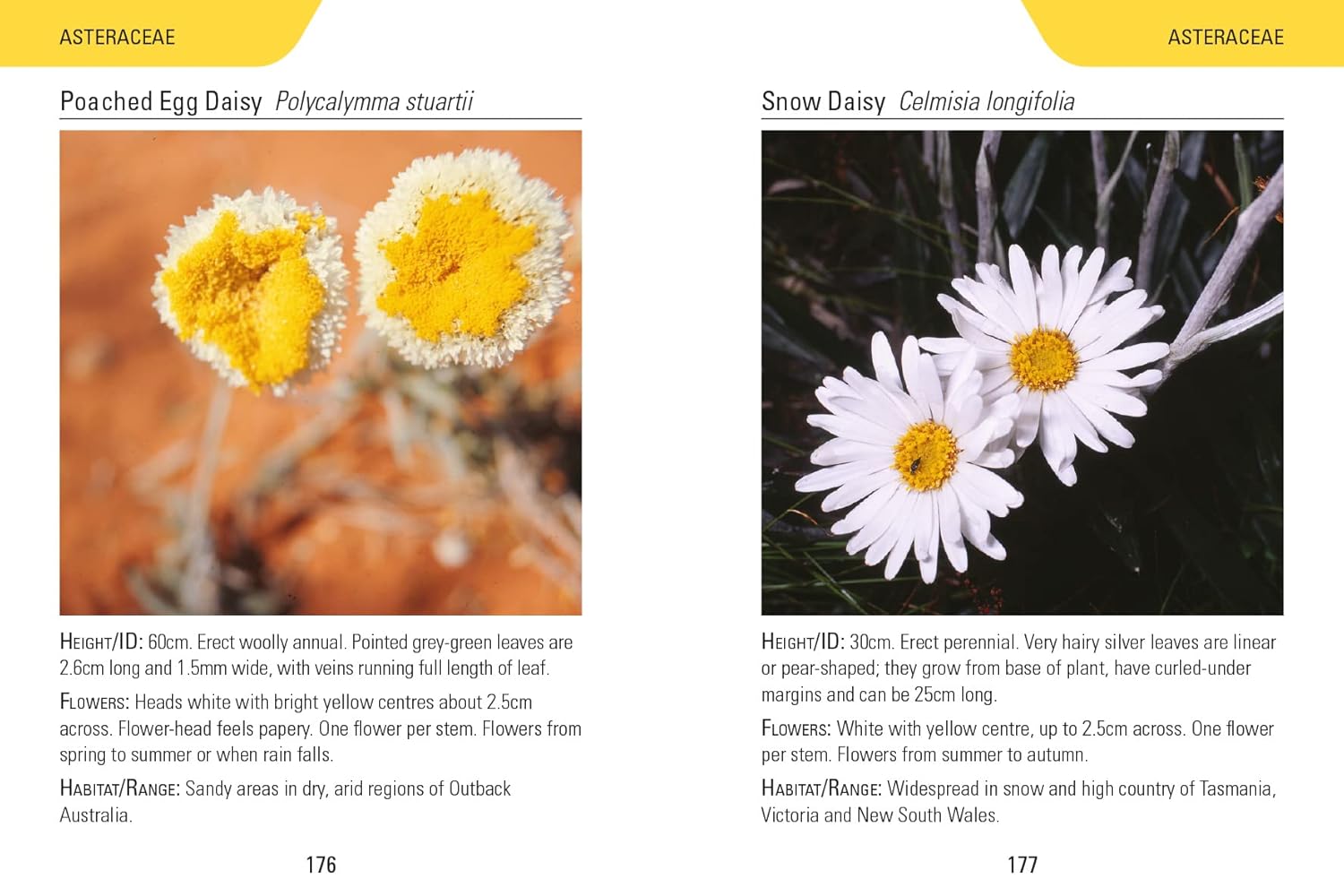Reed Concise Guides: Wildflowers Of Australia