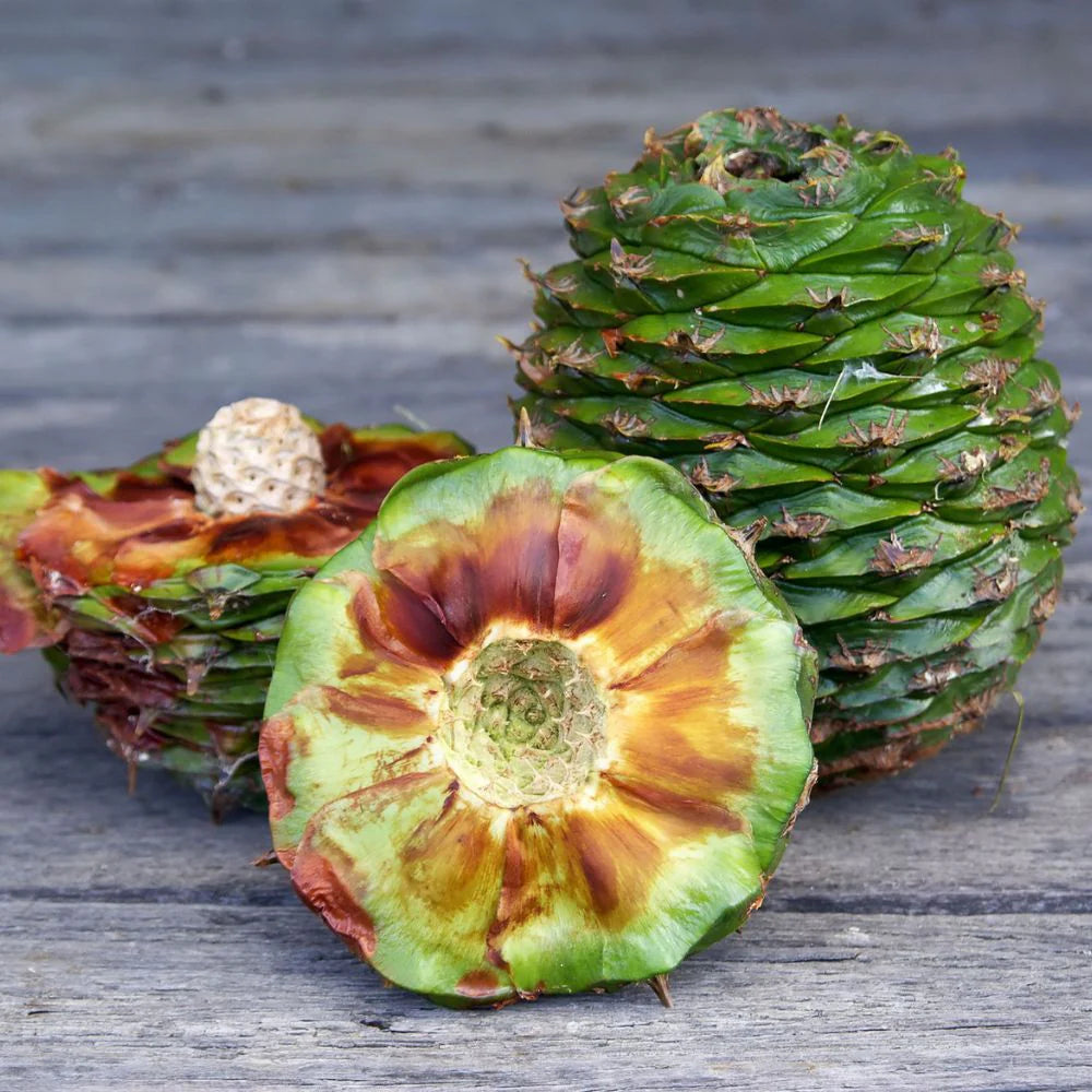 Ziggy's Smoked Wild Bunya Pine Vinegar