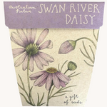 Swan River Daisy Gift of Seeds