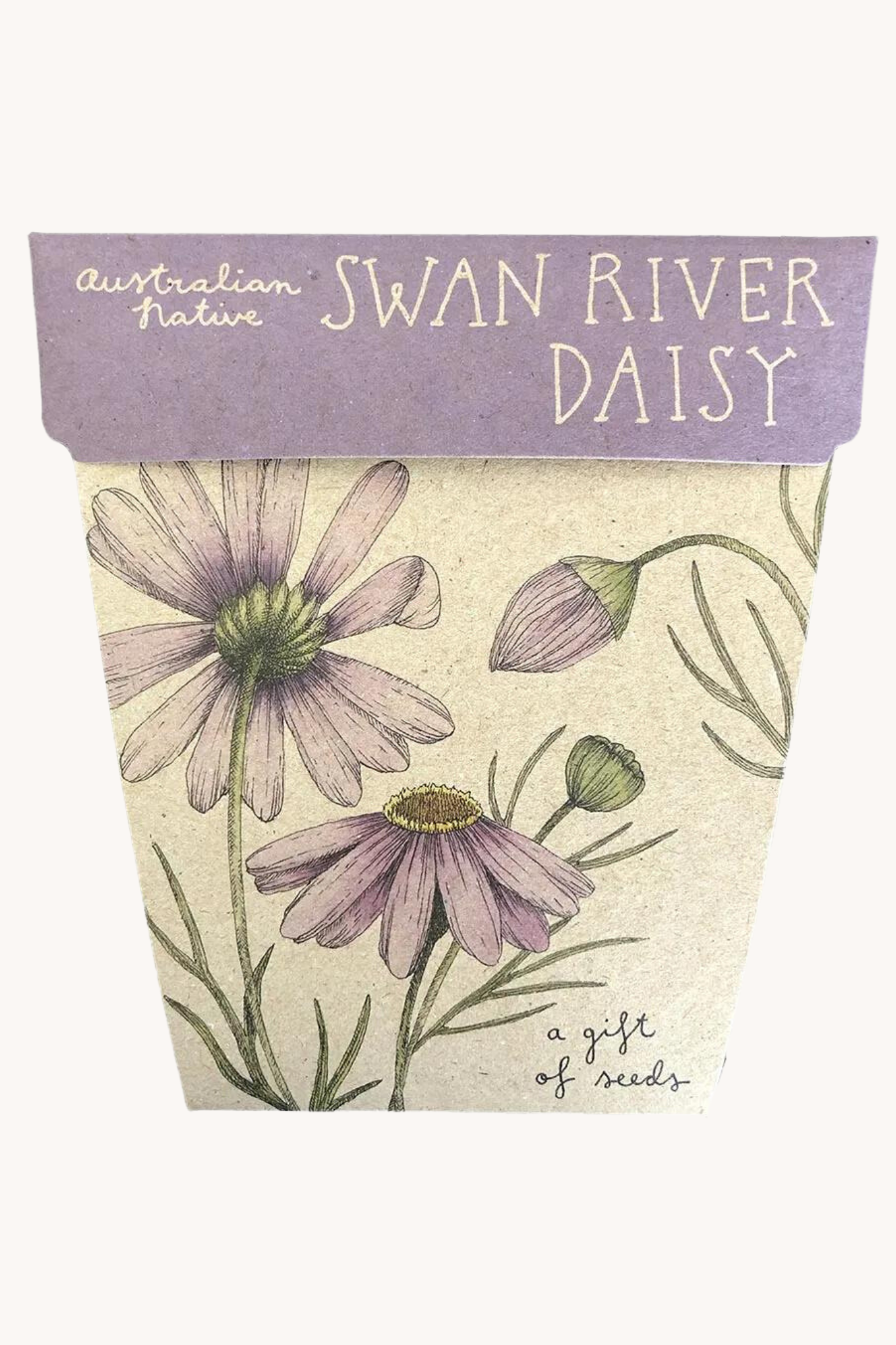 Swan River Daisy Gift of Seeds