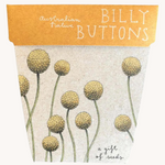 Billy Buttons Gift of Seeds