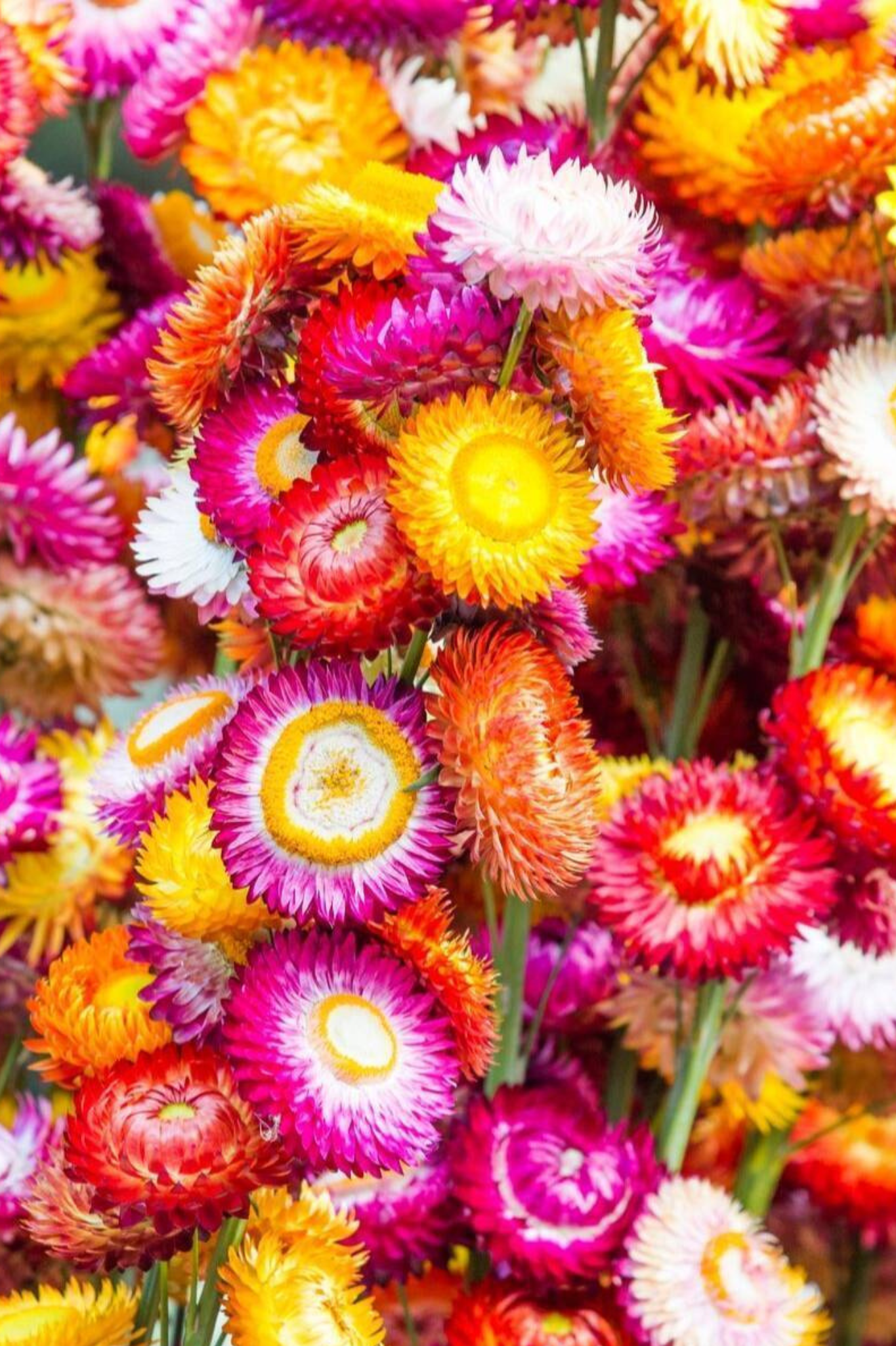 Everlasting Daisy Gift of Seeds