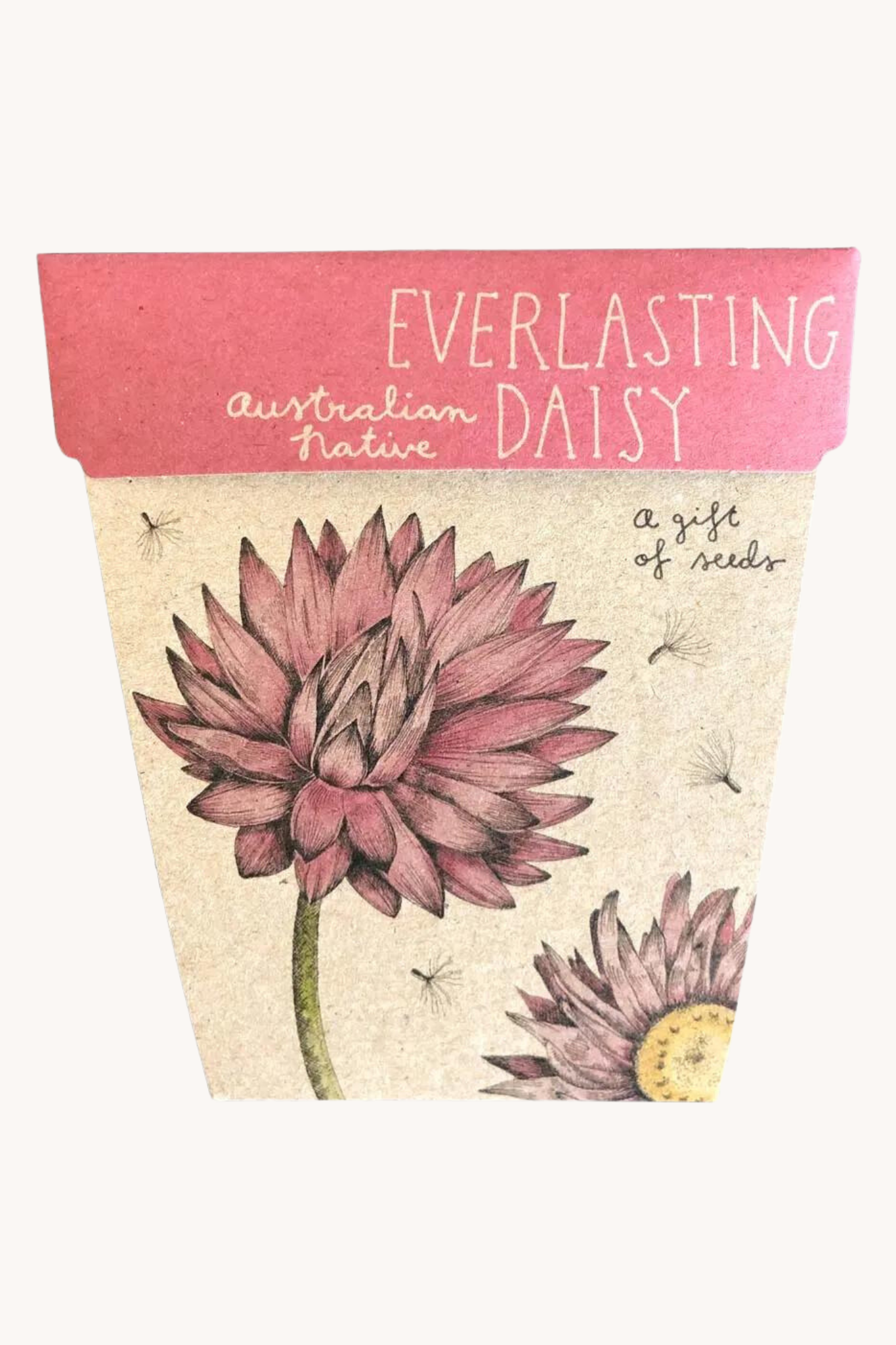 Everlasting Daisy Gift of Seeds