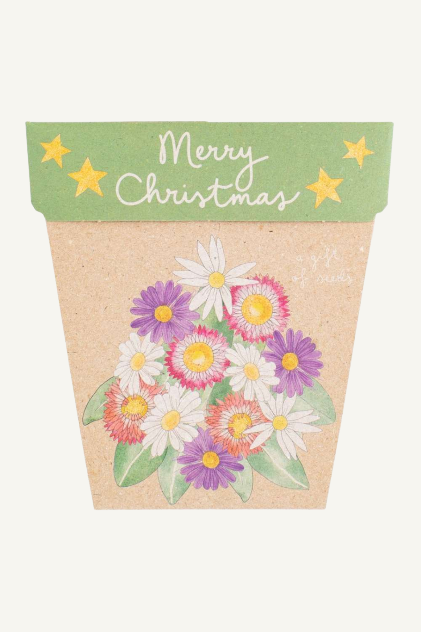 Christmas Native Daisies Gift of Seeds