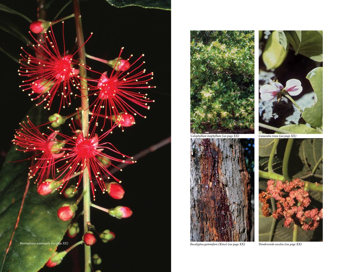 Australian Medicinal Plants - Kakadu-Plum-Co