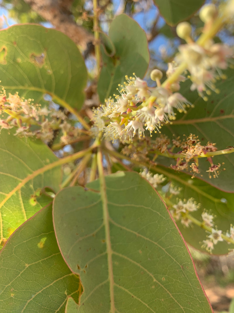 Kakadu Plum {Gubine} is beginning to blossom.