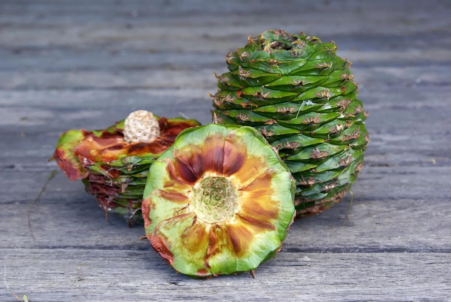 Ziggys Organic Wild Bunya Nut & Australian Honey Miso