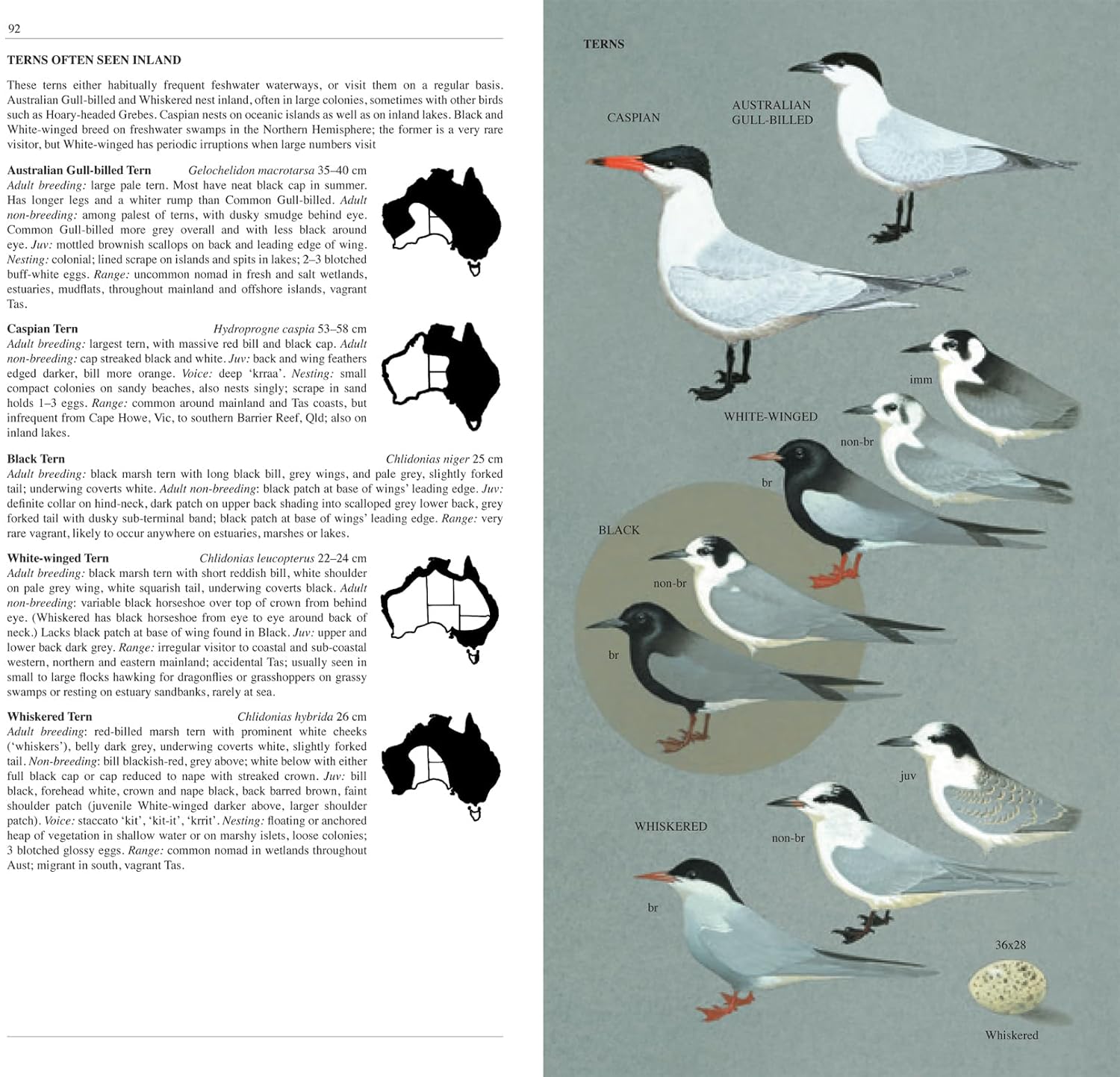 Slater Field Guide To Australian Birds Third Edition