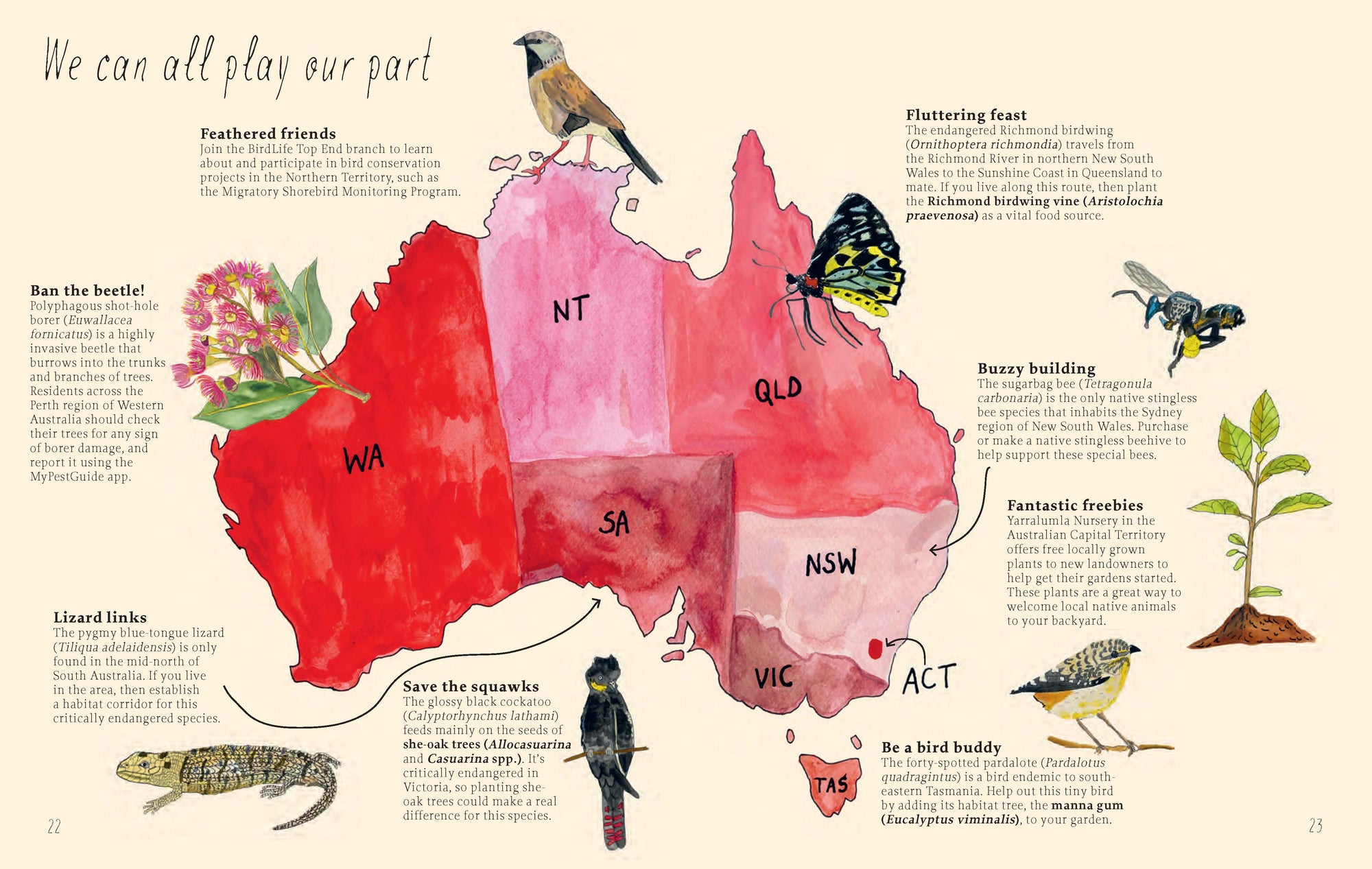 Planting for Native Birds, Bees and Butterflies