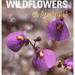 Reed Concise Guides: Wildflowers Of Australia