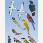 Slater Field Guide To Australian Birds Third Edition