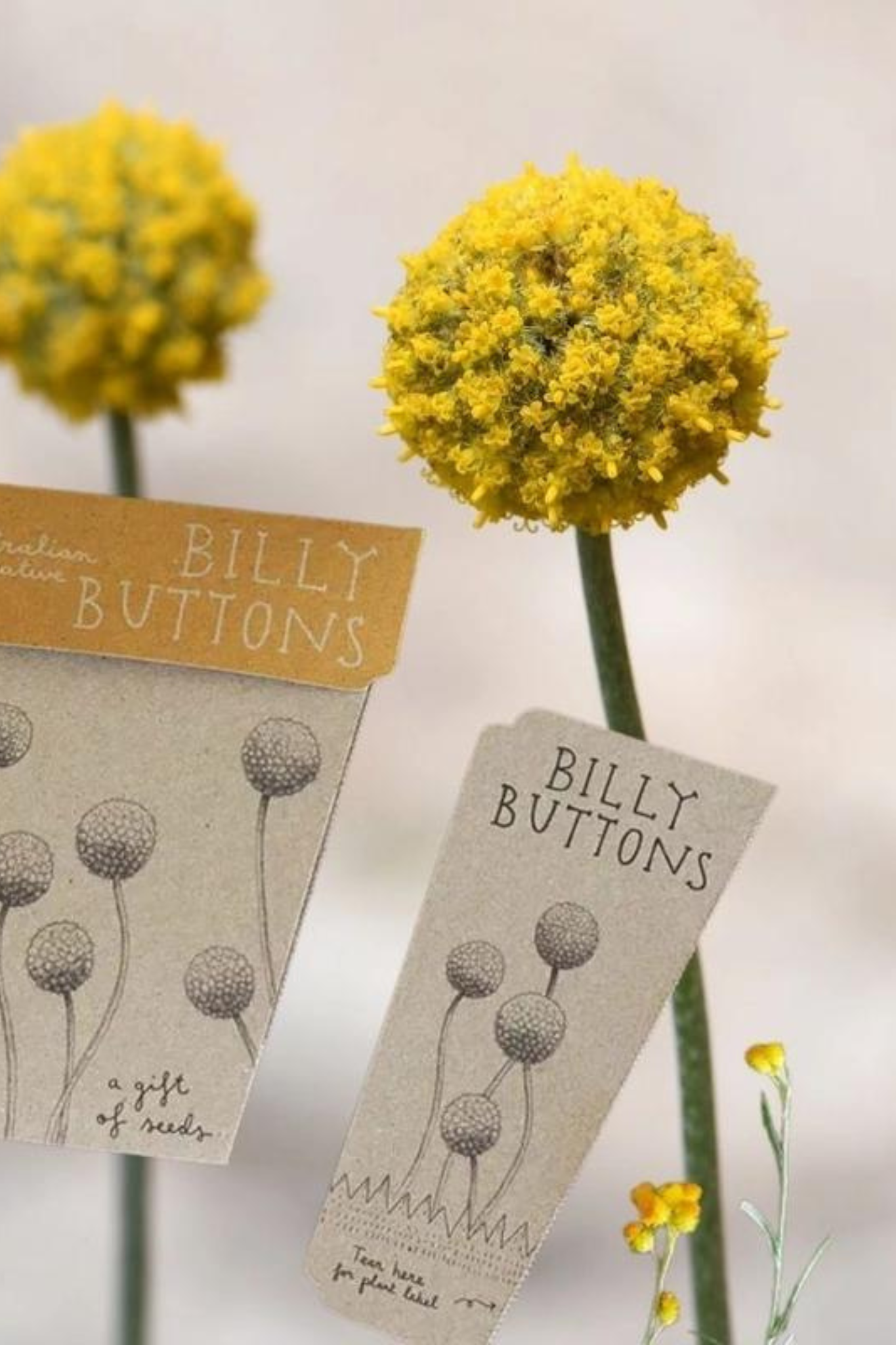 Billy Buttons Gift of Seeds