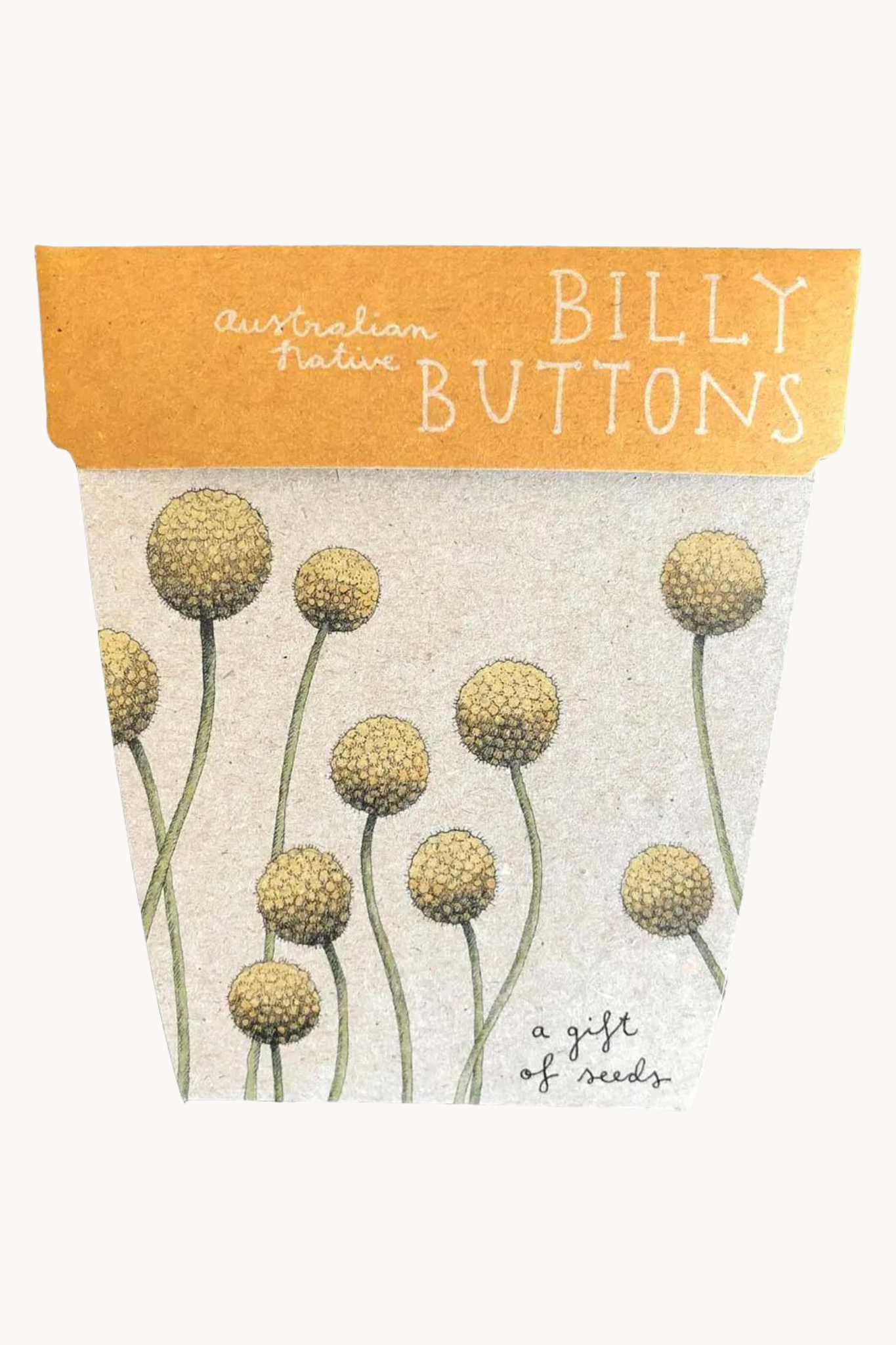 Billy Buttons Gift of Seeds
