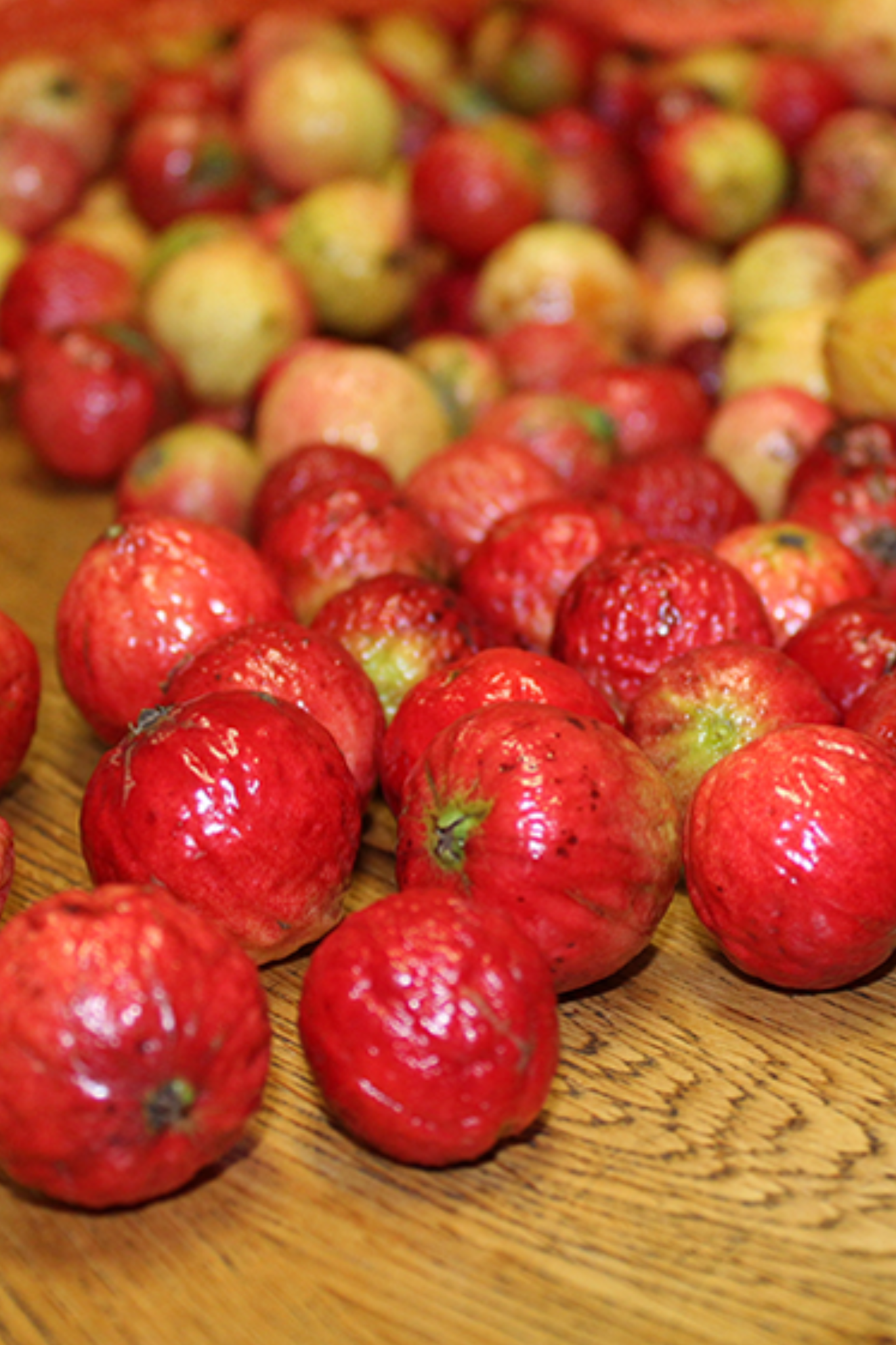 Caramelised Quandong