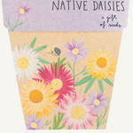 Native Daisies Gift of Seeds