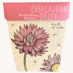Everlasting Daisy Gift of Seeds