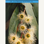A Photographic Guide to Wildflowers of Outback Australia