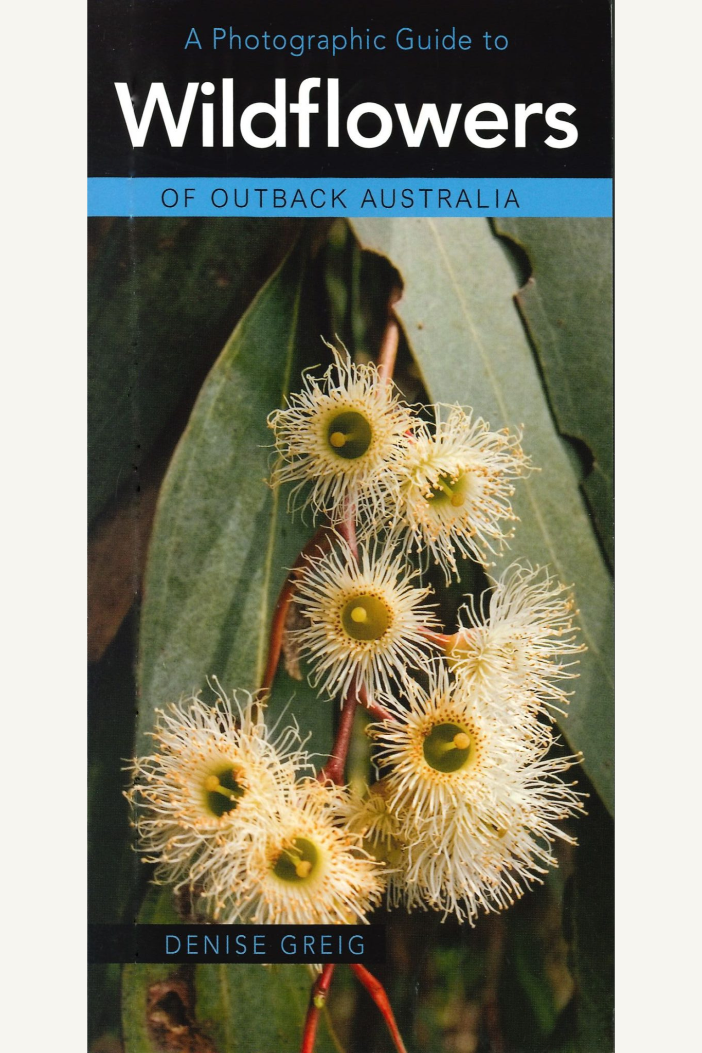 A Photographic Guide to Wildflowers of Outback Australia