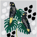 Greeting Card - Yellow Tailed Black Cockatoos