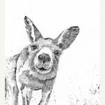 Greeting Card - Kangaroo Sketch
