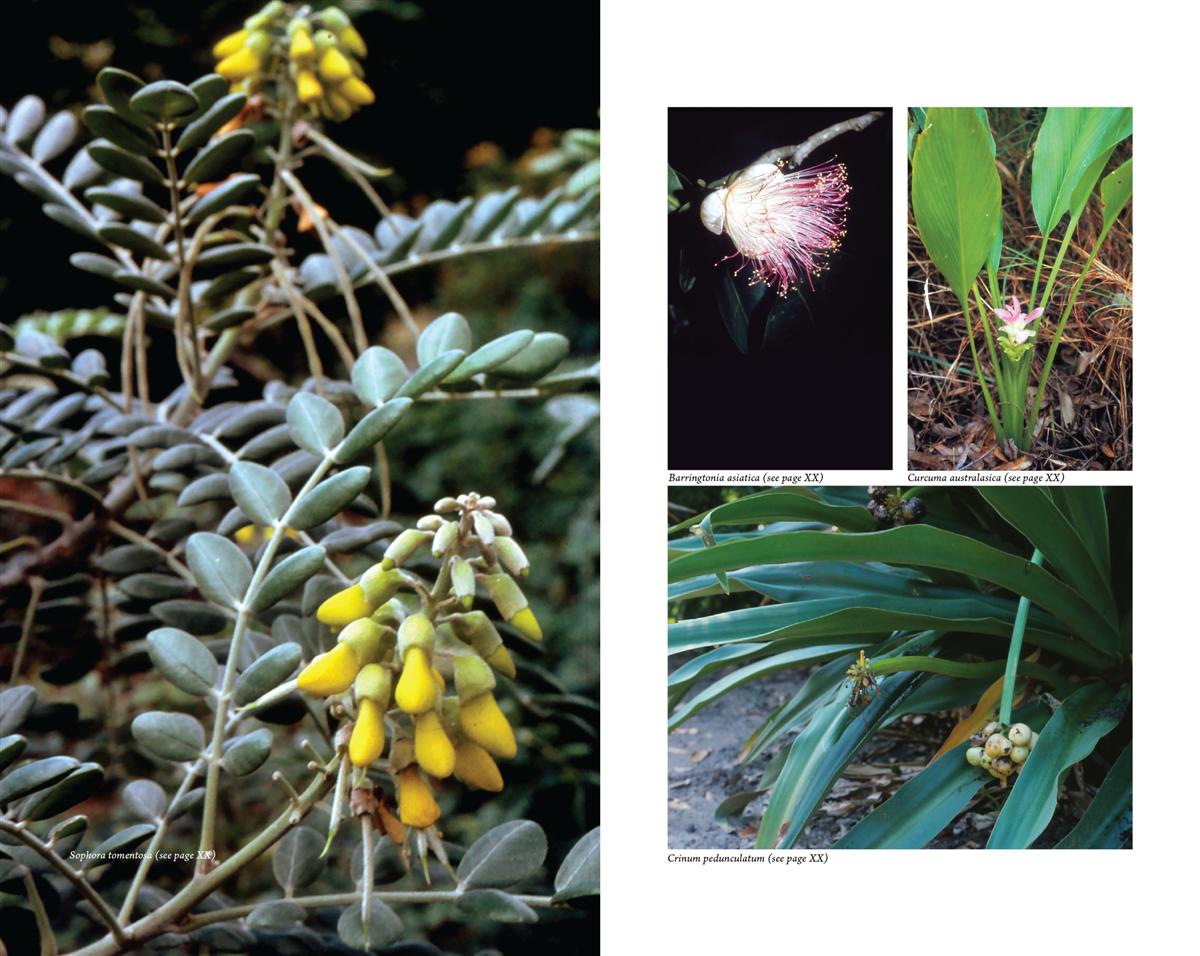 Australian Medicinal Plants - Kakadu-Plum-Co